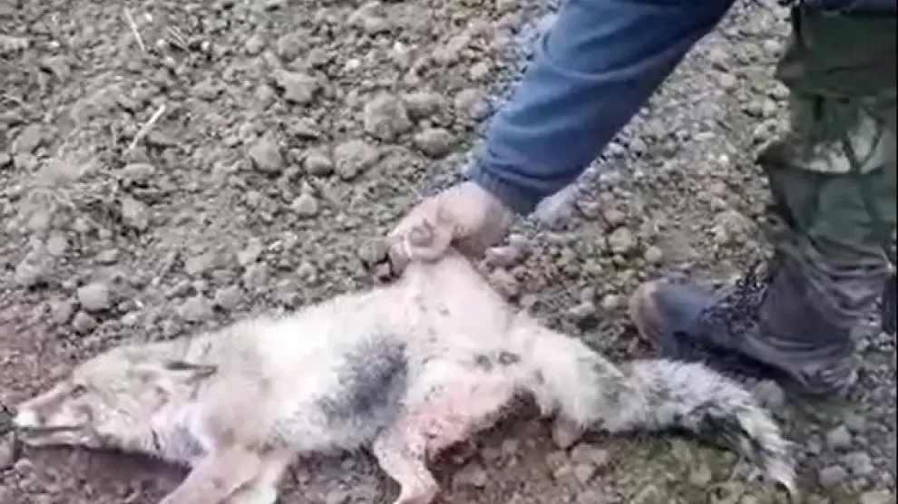 Animalistas se querellan contra el vecino de Huesca supuesto autor de la tortura a un zorro