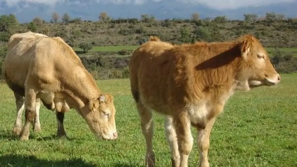 Denuncian la falta de veterinarios en Huesca especializados en ganadería