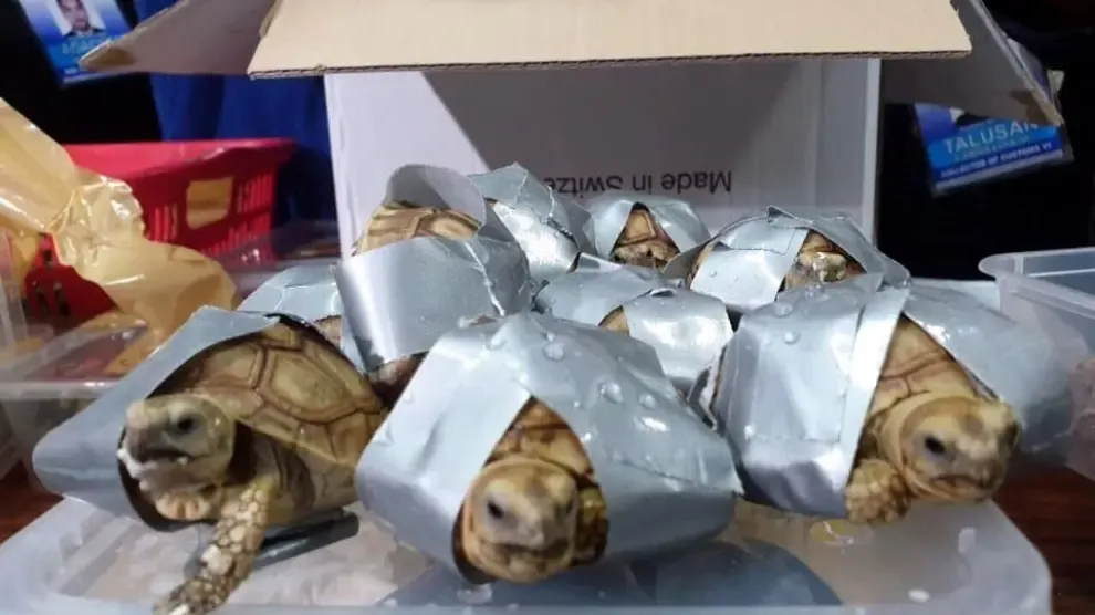 Hallan en Manila 1.529 tortugas en cuatro maletas
