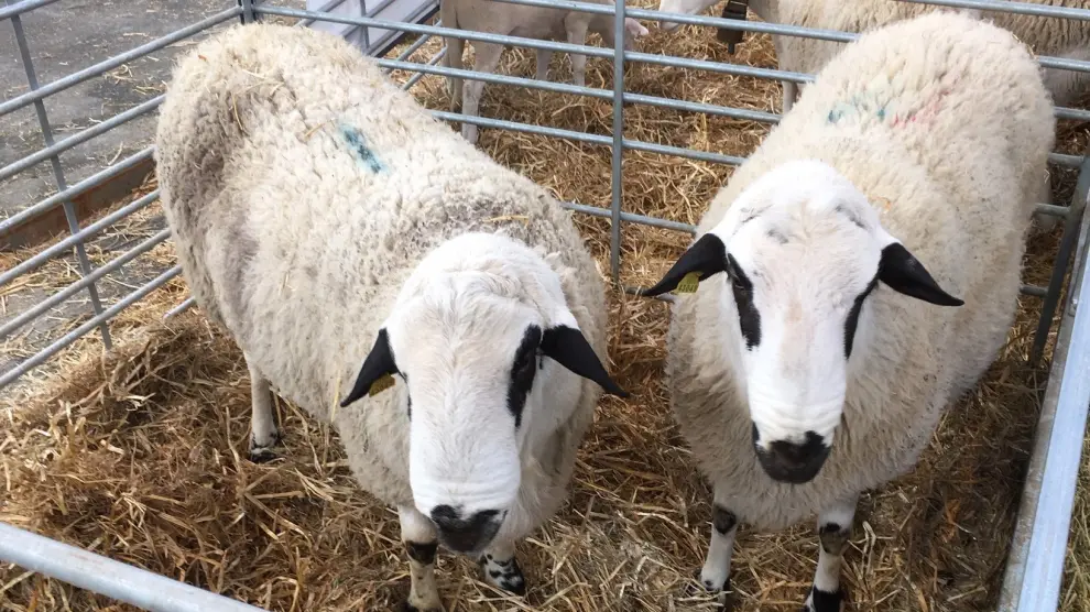 Tres ganaderos oscenses muestran ejemplares de la raza ovina Xisqueta en Figan