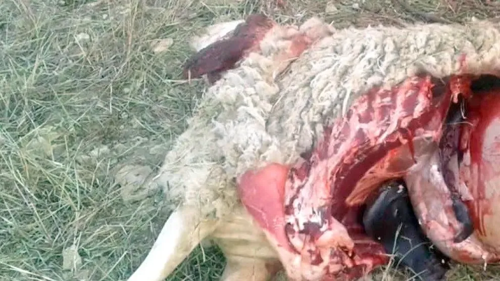 Una oveja muerta por otro ataque del lobo en Tardienta