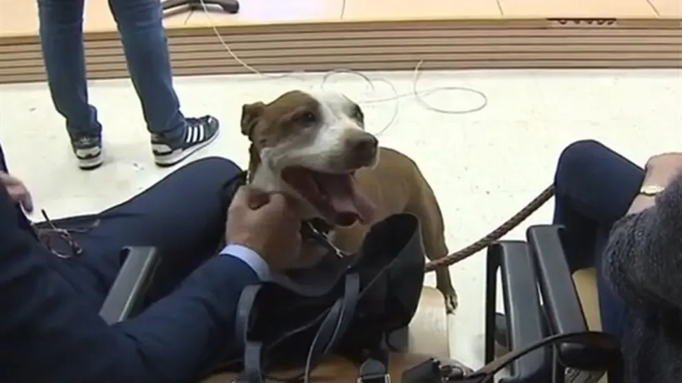 Una jueza cita como testigo a una perra en un juicio por maltrato animal