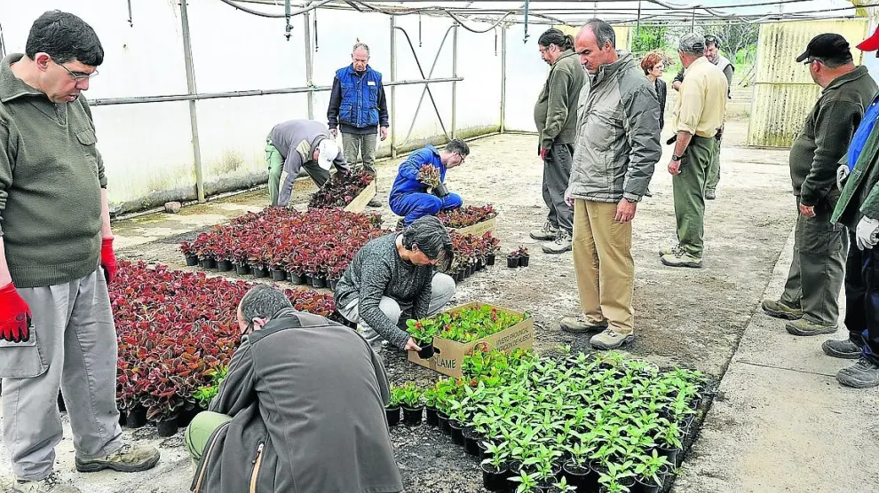 La DPH inicia la campaña de flor con más de 50.000 plantas
