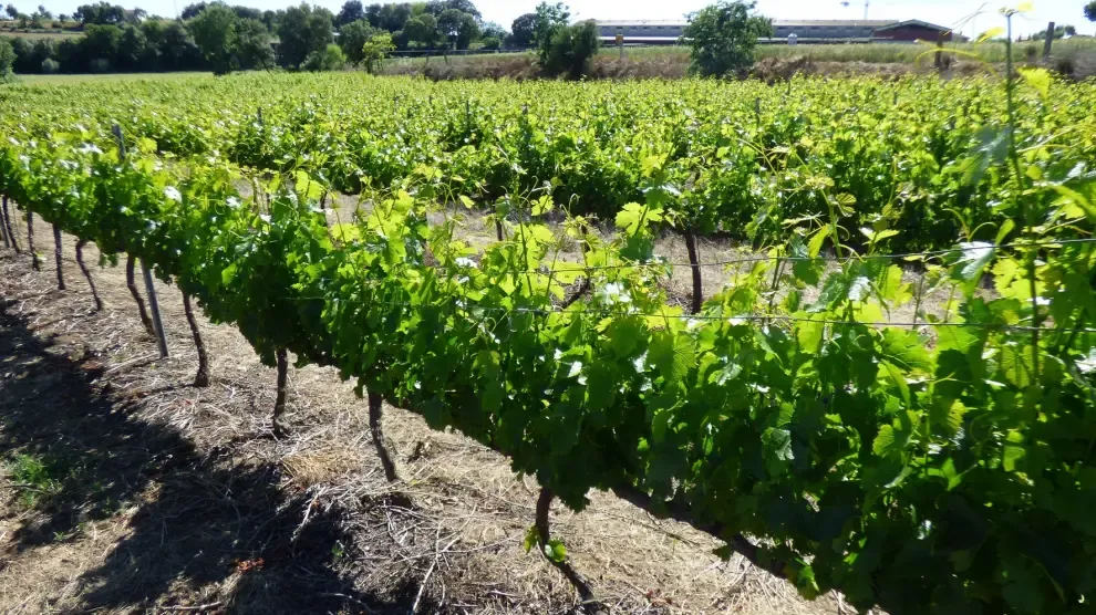 Veintiséis viticultores del Somontano piden ayudas para la reestructuración
