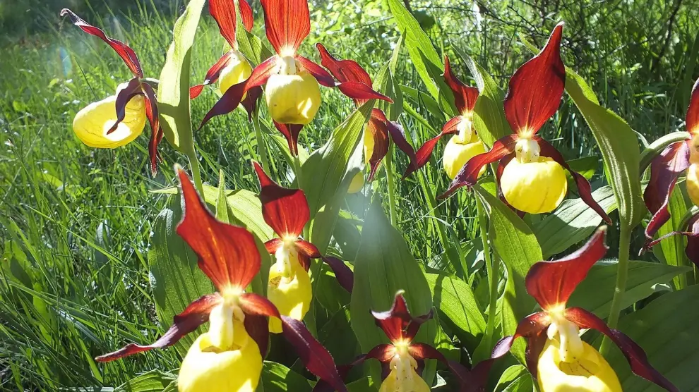 Descubrir Biescas y su entorno admirando las orquídeas