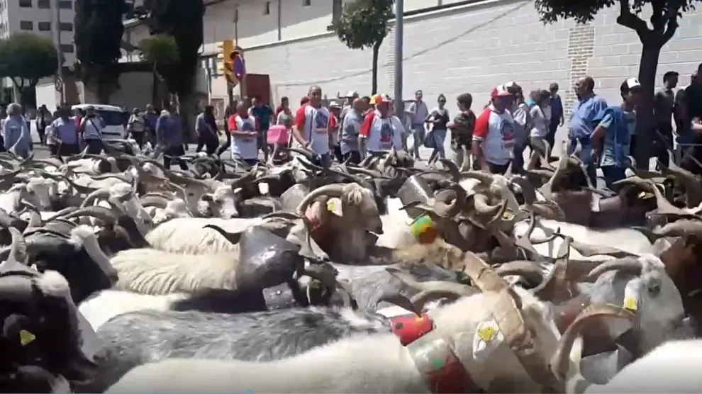 El mundo rural reivindica en Huesca la ganadería extensiva con el paso de 160 chotos por la ciudad