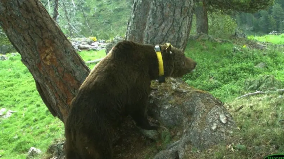 Críticas a la DGA por su postura contraria a la presencia del oso en el Pirineo