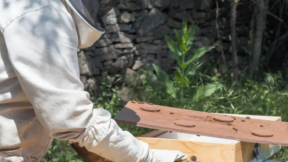 "A Redolada" da a conocer desde Artosilla el singular mundo de las abejas