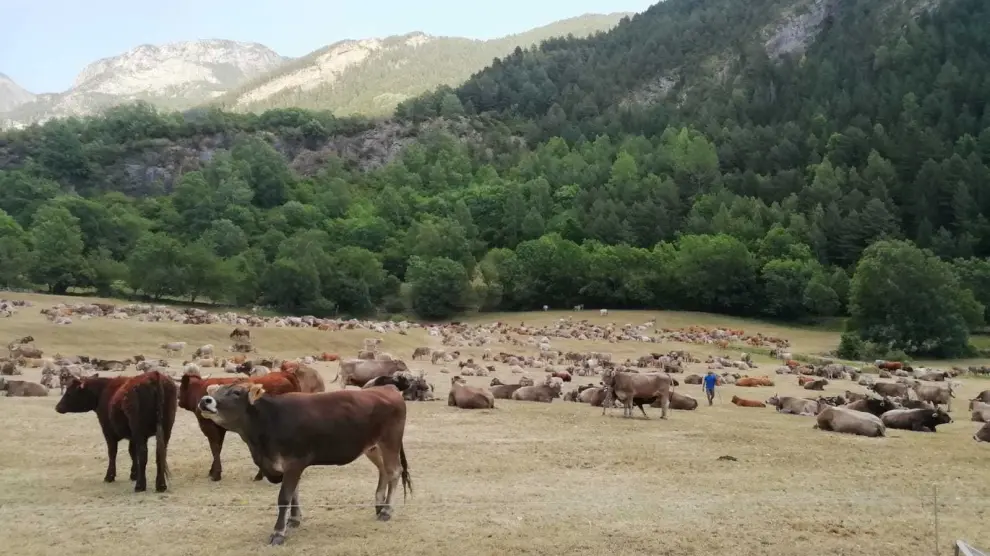 Cerca de un millar de vacas de 11 ganaderos pastan estos días en Ardonés