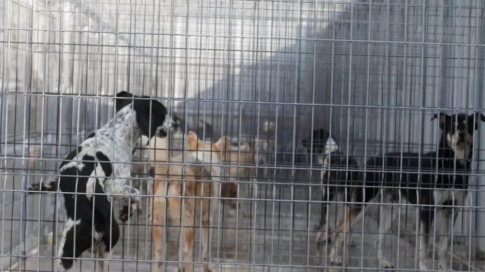 Casi 300.000 mascotas buscan un nuevo hogar en España
