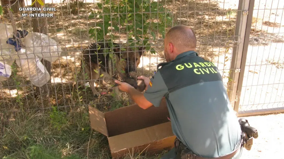 La Guardia Civil de Teruel rescata a seis cachorros de pastor alemán enterrados vivos