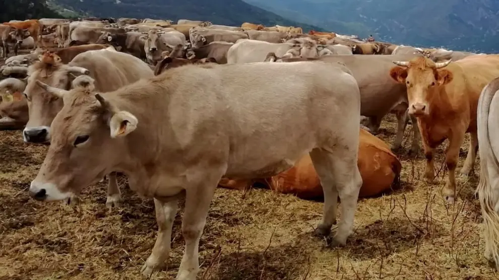 Dos vacas y 46 ovejas muertas en Francia