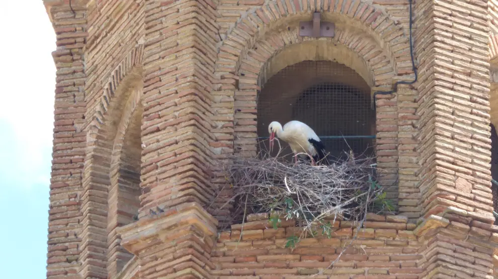 Autorizan retirar los tres nidos de cigüeña que quedan en la torre de la catedral de Barbastro