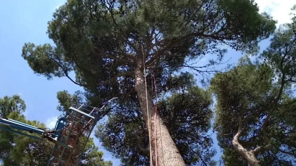 El Ayuntamiento de Huesca realiza un seguimiento de los cerca de 19.000 árboles de la ciudad