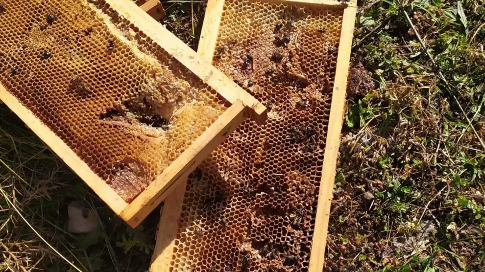 Las abejas siguen patrones matemáticos para fabricar sus panales