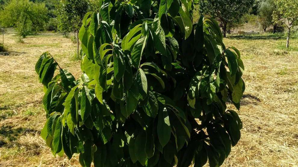 Cultivos exóticos "importados" en la montaña de Sobrarbe