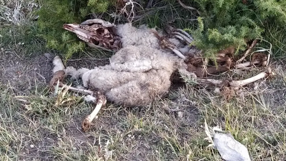 Aparecen despeñadas 70 ovejas en el municipio de Ansó y el Gobierno de Aragón no descarta el ataque de un oso