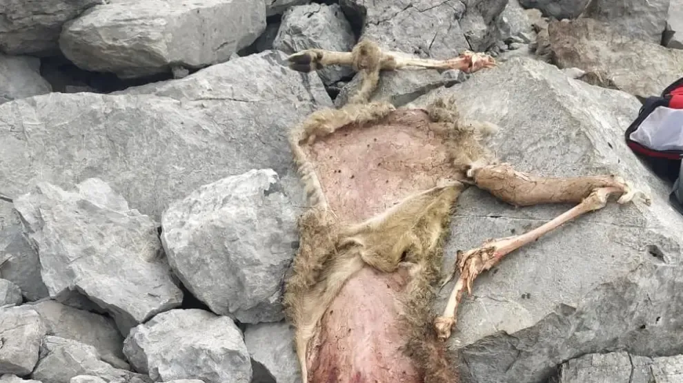 Un oso mata a 9 ovejas en el valle de Hecho