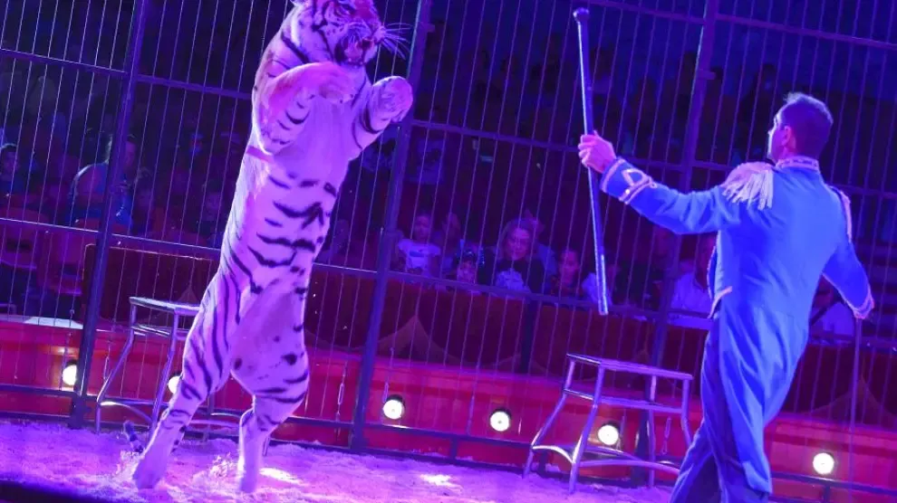 Amnistía Animal cree que se ha dado "alas" al circo con animales en Zaragoza