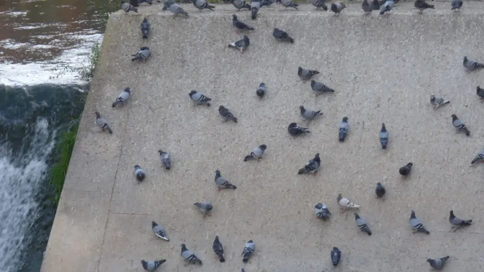 Ponen en marcha una campaña para el control de las palomas en Barbastro