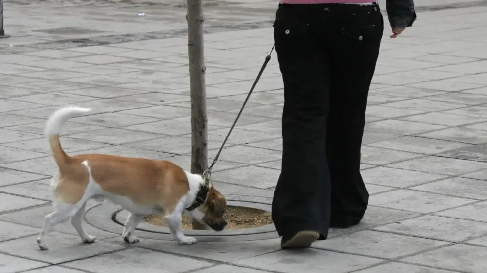 Estudian medidas para controlar a los perros en las zonas verdes de Huesca