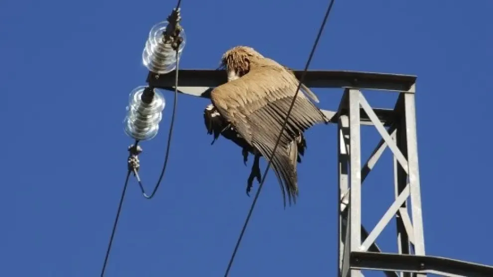 La CHE adaptará 130 líneas eléctricas para proteger a las aves en Aragón y La Mancha