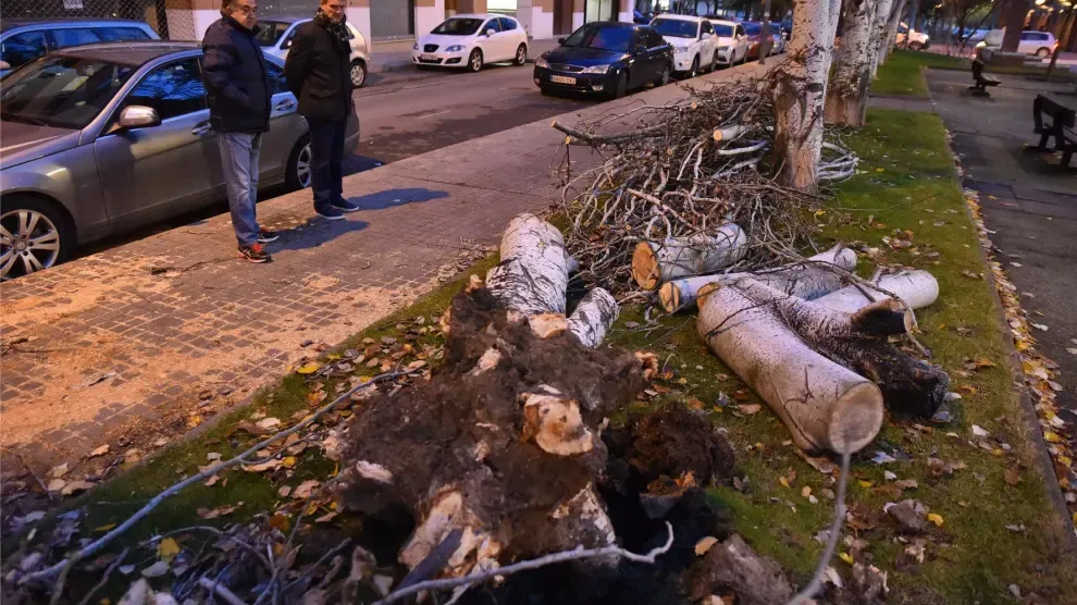 Rachas de viento de hasta 42 kilómetros por hora derriban varios árboles en Huesca