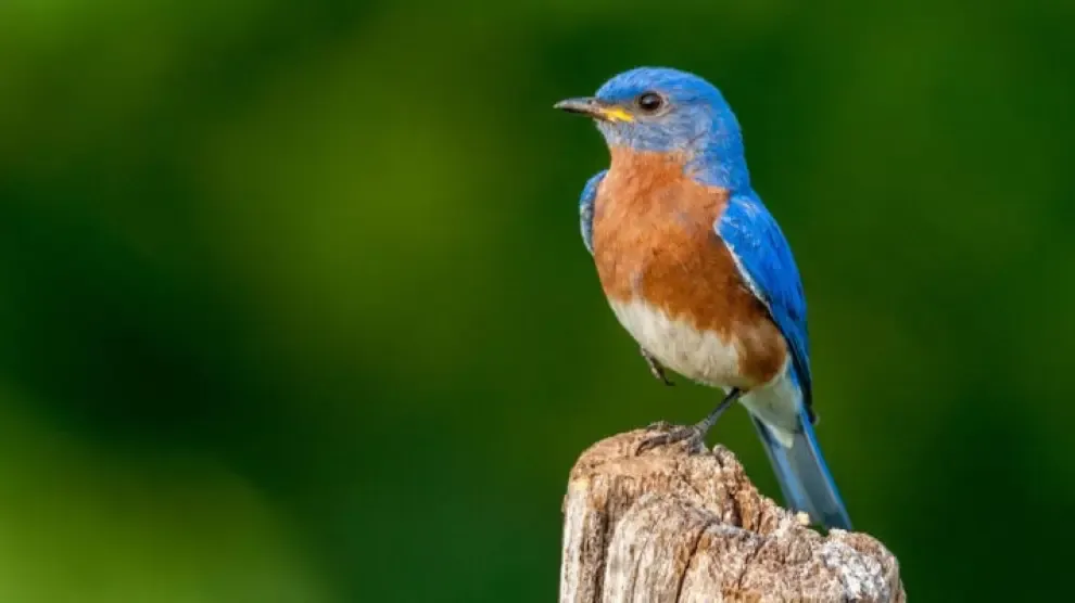 La forma del cuerpo de las aves predice su papel en el ecosistema