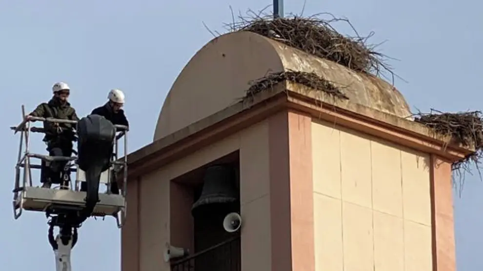 Retiran nidos de cigüeñas de una torre de Sariñena y un árbol de Cartuja de Monegros