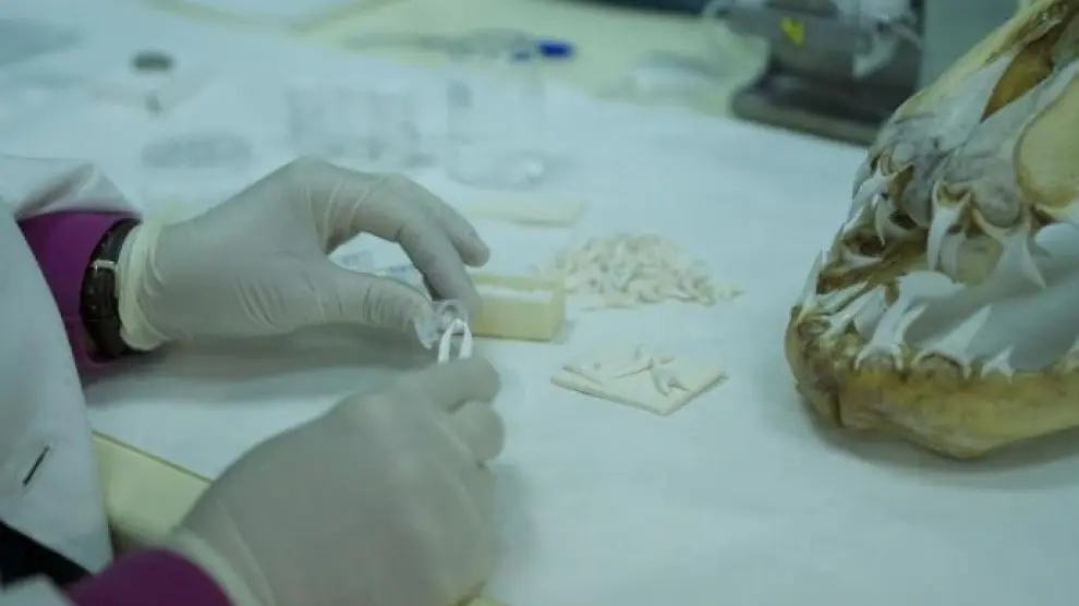 Biomaterial de dientes de tiburón para reconstruir los huesos