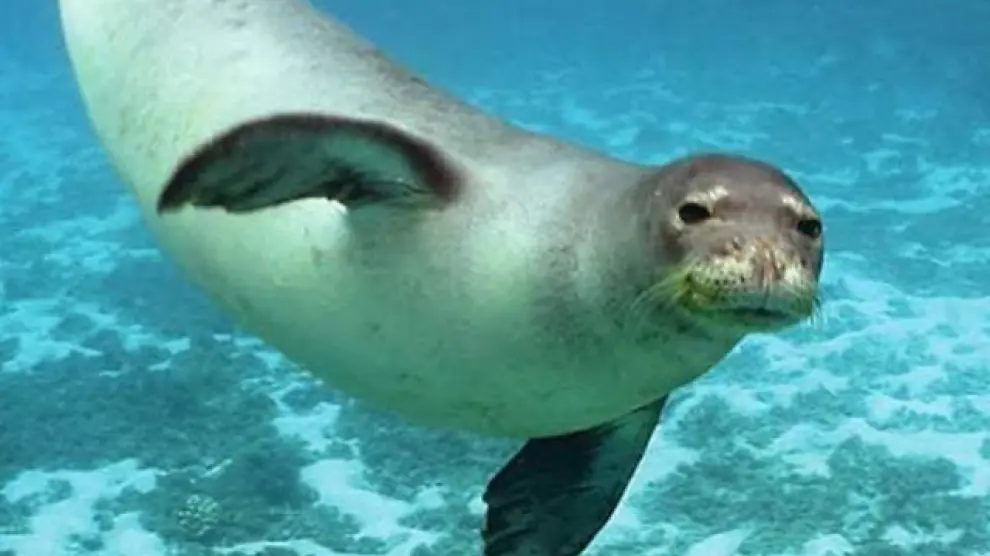 Las focas también aplauden bajo el agua para comunicarse