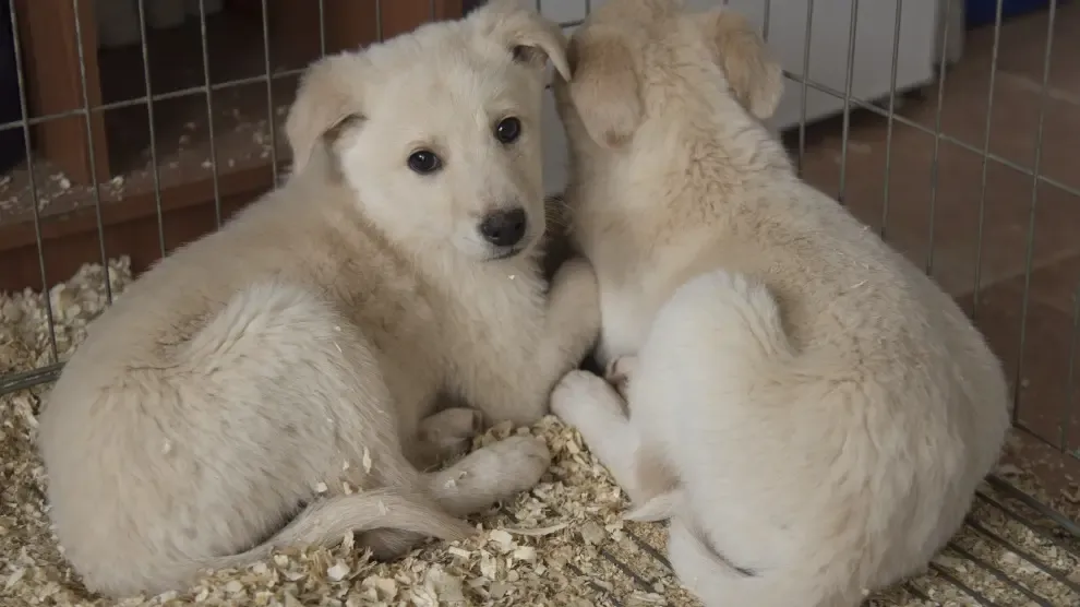 Más de 350 perros del centro de recogida de animales de la DPH encontraron un hogar en 2019