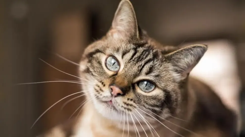 Descubren 130 gatos en un apartamento de Moscú