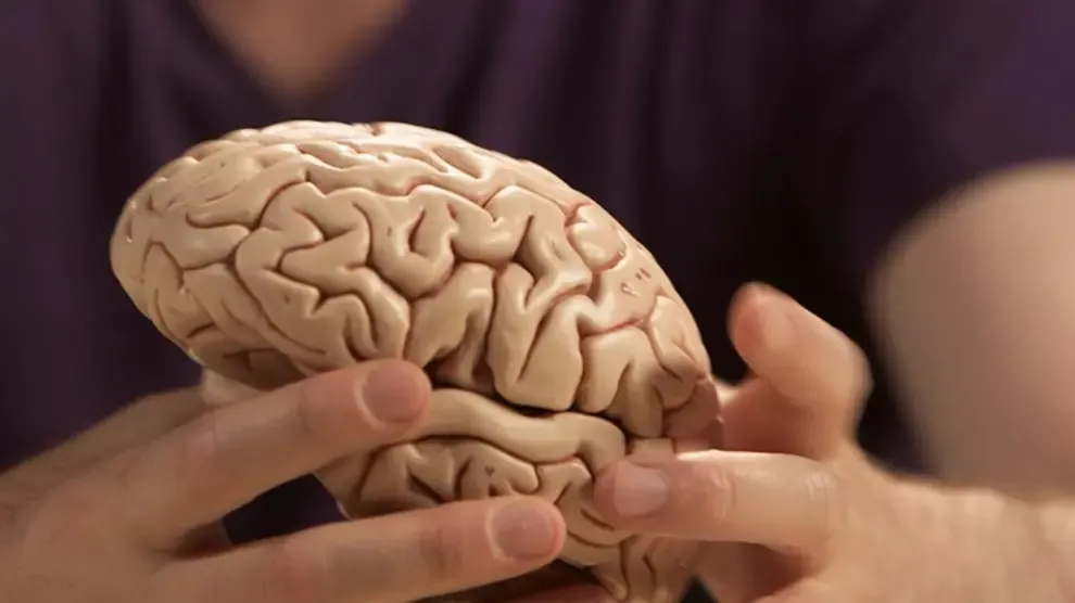 Neurocientíficos descubren cómo formar recuerdos