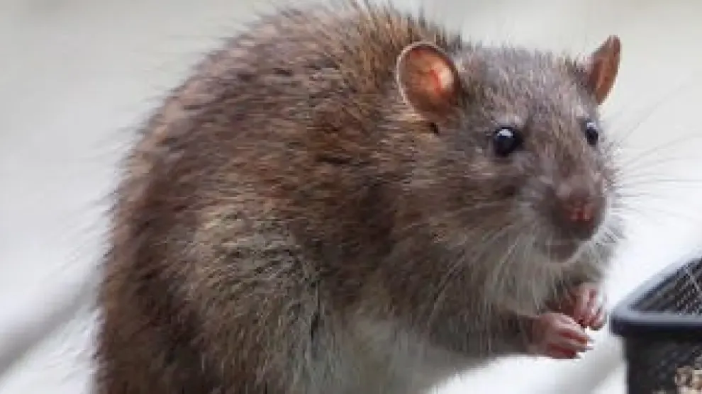 Las ratas muestran aversión por el daño a sus semejantes
