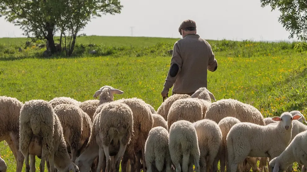 Propuestas para aliviar el impacto del coronavirus en ovino-caprino