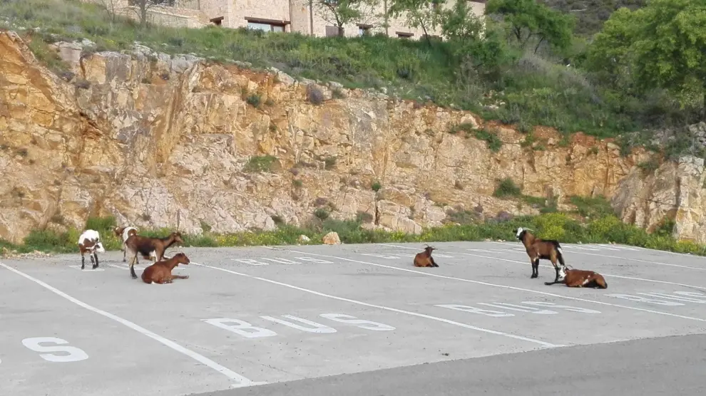 Unas cabras bien aparcadas
