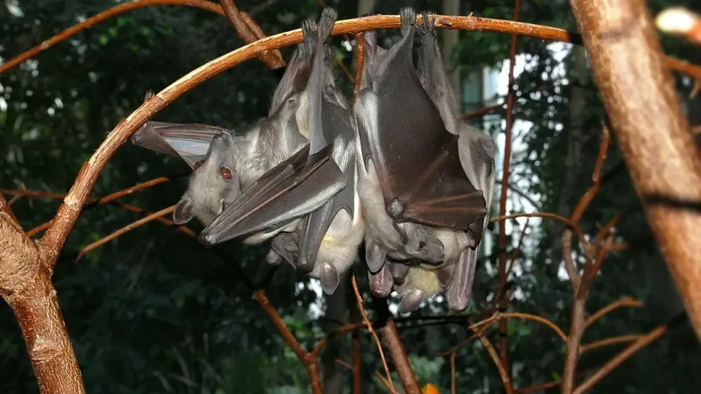 El Ministerio de Sanidad confirma que los murciélagos son el origen reservorio del virus