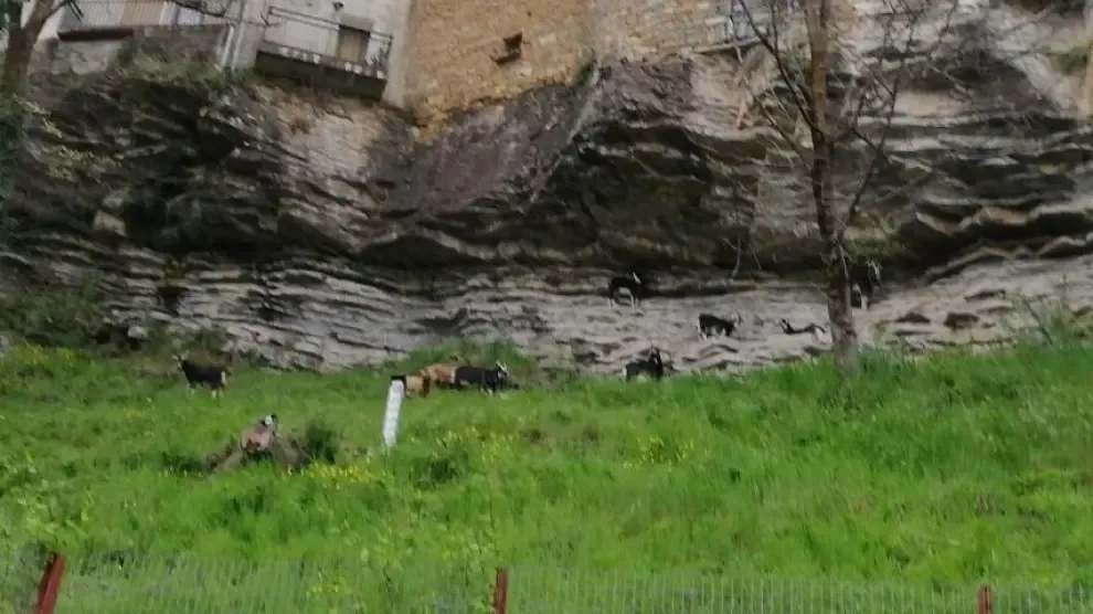 Las cabras vuelven a limpiar de vegetación una ladera en Biescas
