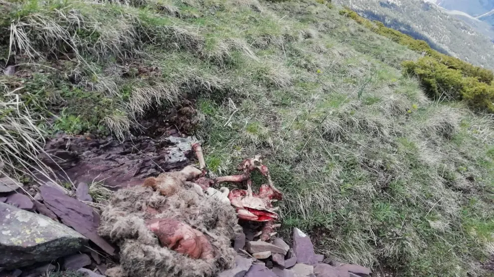 El oso Goiat mata a cuatro ovejas en los últimos cinco días en Gistaín