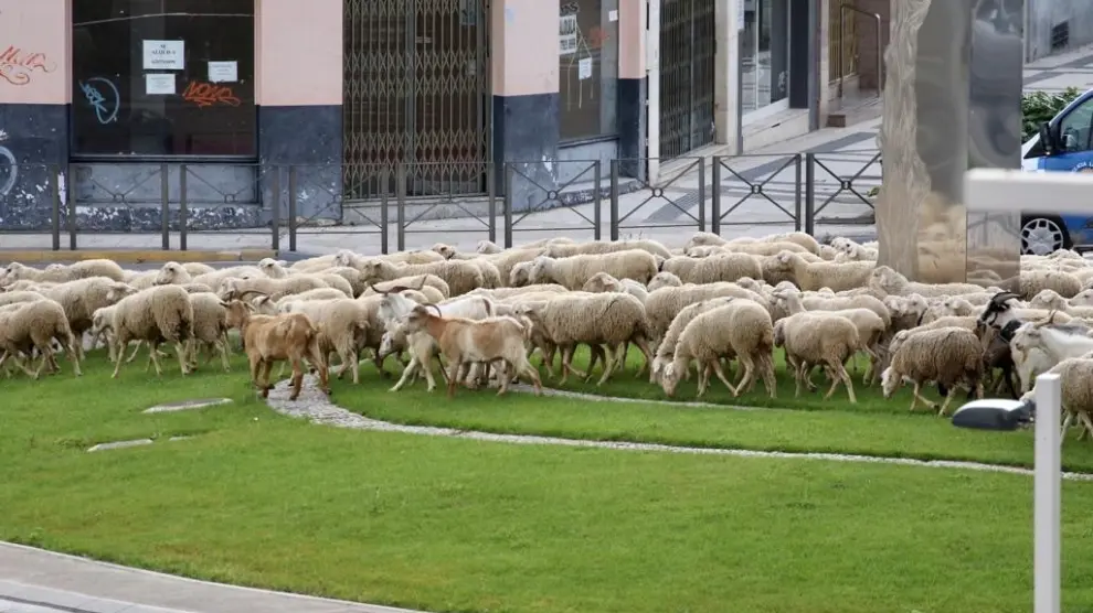 Un "mar" de ovejas trashumantes inunda Huesca la mañana de este jueves