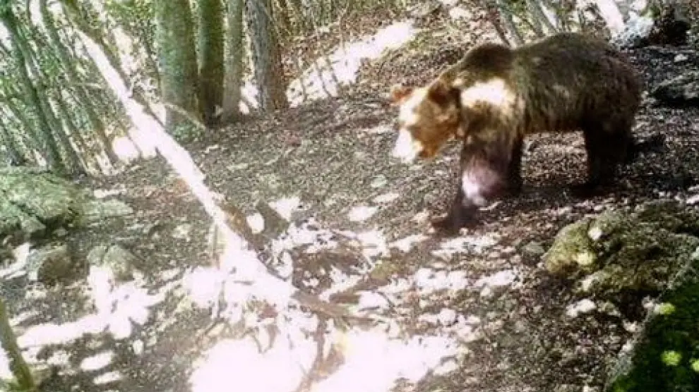 Italia captura un oso escapado de una zona forestal alpina hace nueve meses