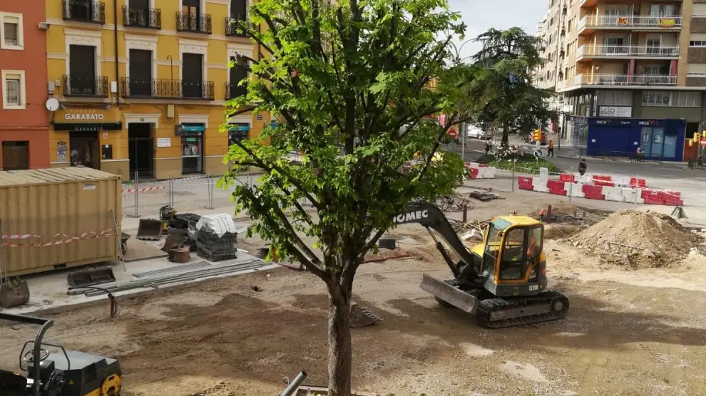 Vecinos de la plaza Santo Domingo de Huesca piden que no se tale el último árbol