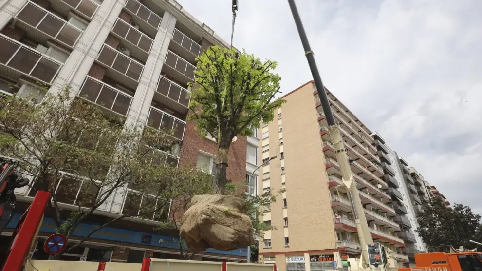 El castaño de la plaza Santo Domingo de Huesca se replanta en el Pasaje Almériz
