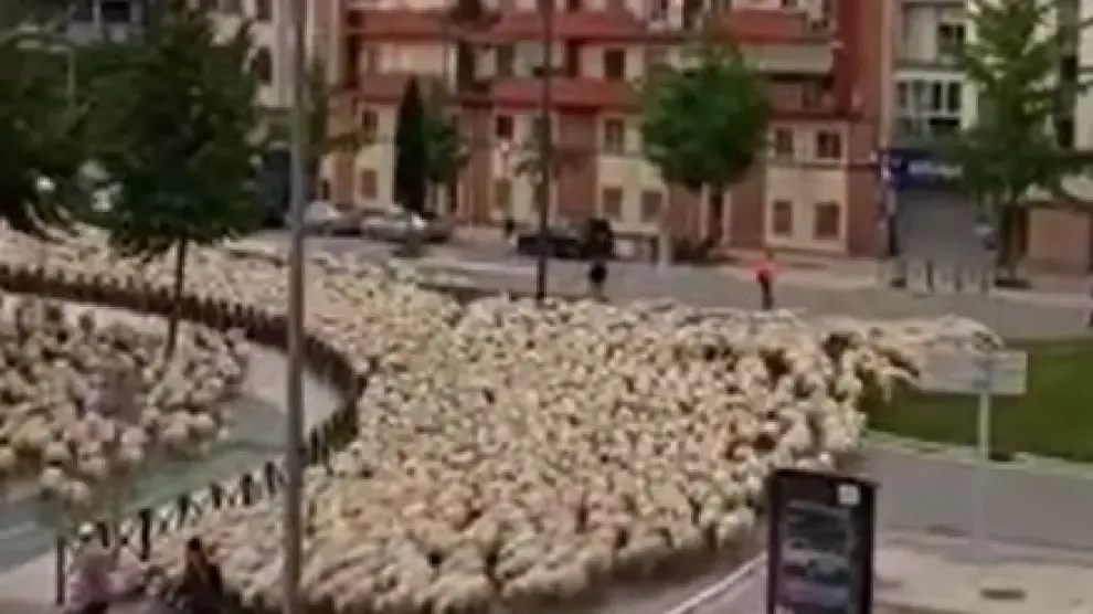 Las ovejas toman algunas calles de Huesca