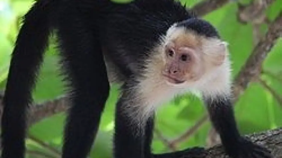 Se escapa del zoo de Madrid un mono capuchino tras discutir con su jefe