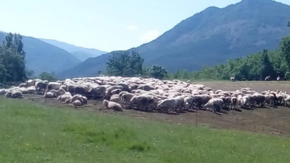 Los buitres acechan a un rebaño de ovejas en el municipio de Sopeira