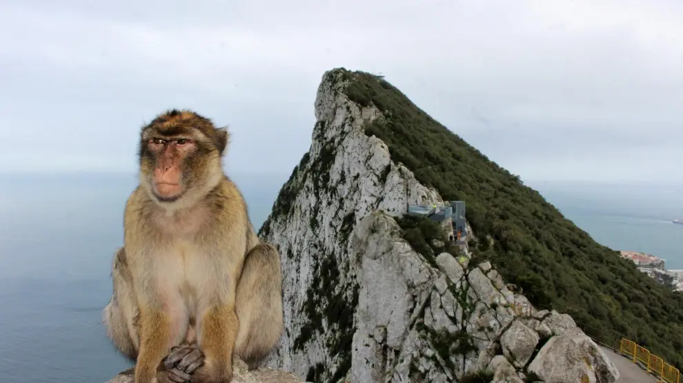 Tocar a los macacos será delito en Gibraltar