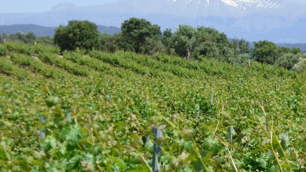 Los viñedos del Somontano, en pleno apogeo de desarrollo