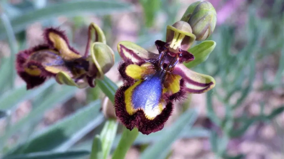 La orquídea de abeja